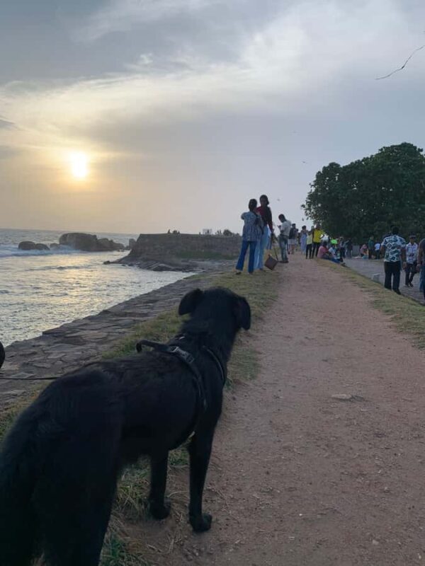 Galle Fort Walk with Elephant Painting & Local Ice cream - Good To Know