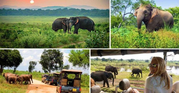 Galle (Hikkaduwa) To Udawalawe National Park Safari Tour - Booking Details