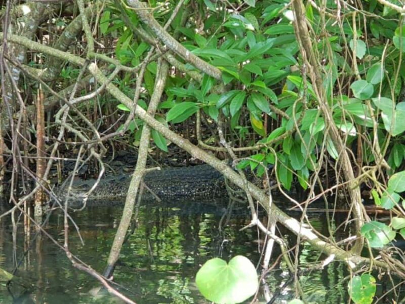 Galle: Koggala Lake Boat Safari with Monkeys Birds & Nature - Final Thoughts: Is This Tour Worth It?