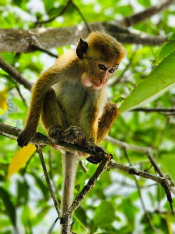 Galle: Koggala Lake Boat Safari with Monkeys Birds & Nature - Authentic Experiences Based on Guest Feedback