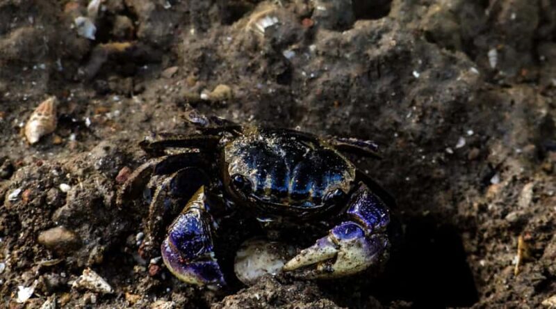 Galle: Mangrove Nature Walk with Local Guide - Good To Know