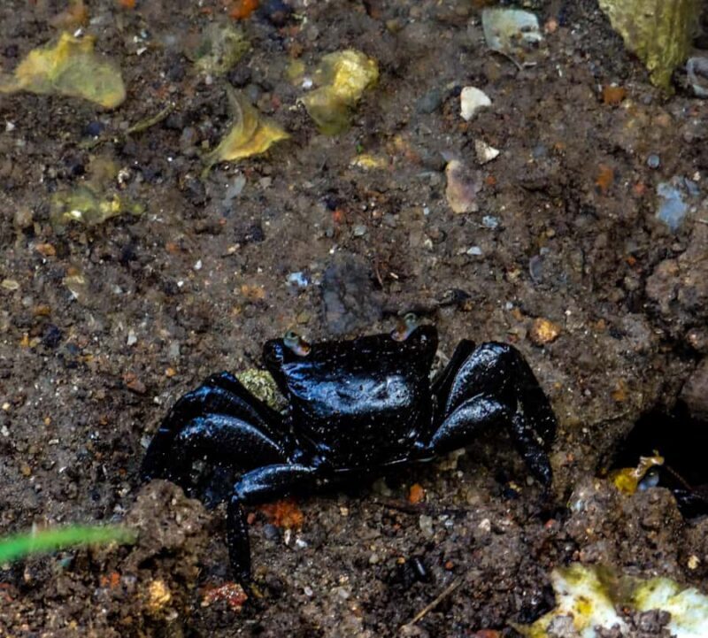 Galle: Mangrove Nature Walk with Local Guide - Practical Details and Value