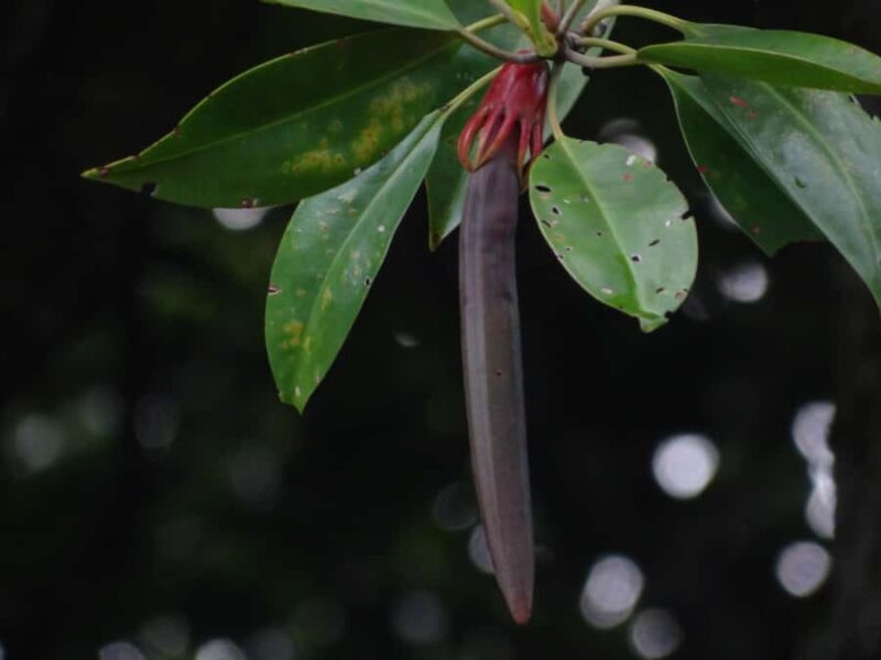 Galle: Mangrove Nature Walk with Local Guide - The Sum Up