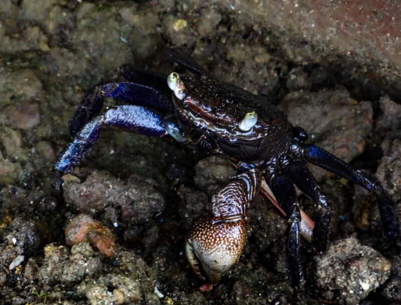 Galle: Mangrove Nature Walk with Local Guide - FAQs