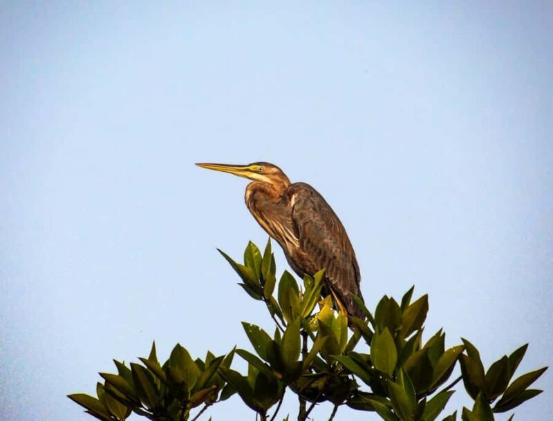 Galle: Mangrove Nature Walk with Local Guide - Why This Tour Offers Good Value