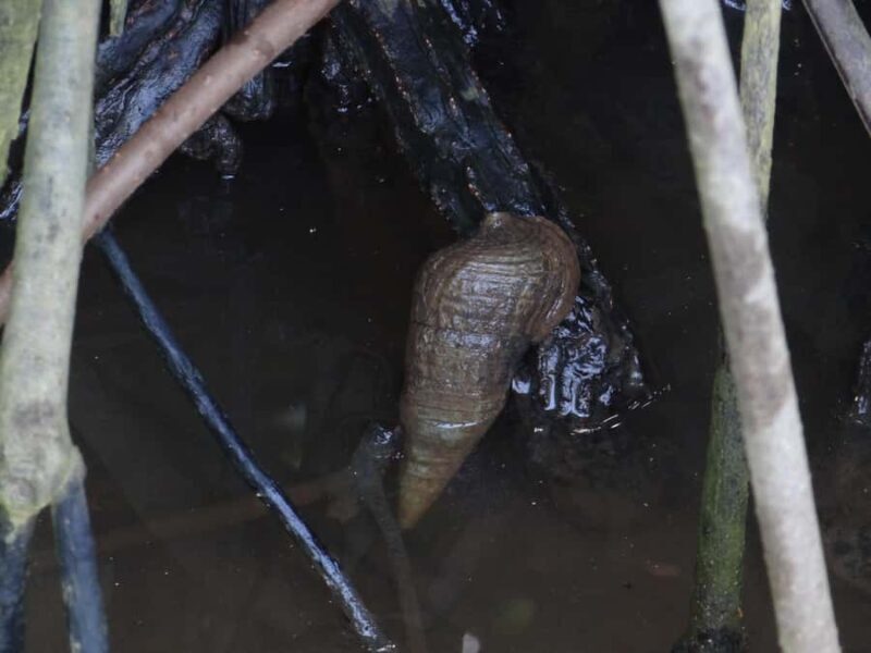 Galle: Mangrove Nature Walk with Local Guide - Who Will Love This Tour?