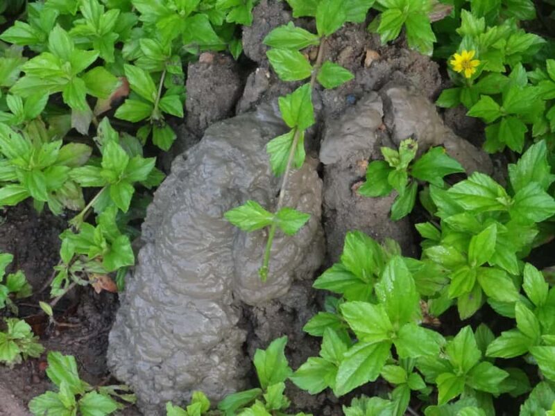 Galle: Mangrove Nature Walk with Local Guide - Frequently Asked Questions