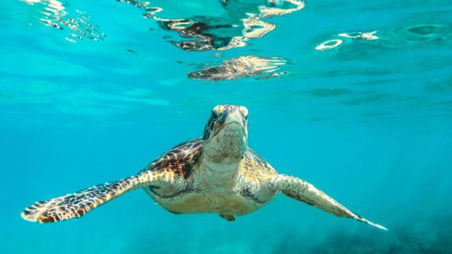 Galle/Mirissa: Bentota and Hikkaduwa Coastal Day Tour - Comfortable Transportation and Scenic Ride