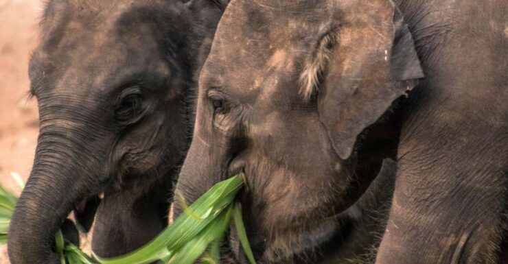 Galle/Mirissa/Hikkaduwa: Transfer to Ella & Udawalawa Safari - Experience and Highlights