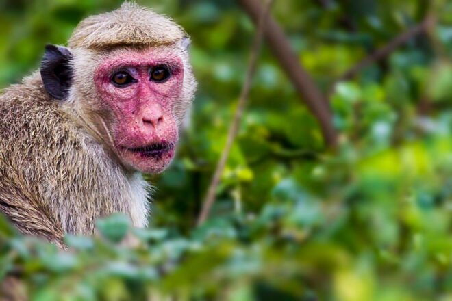 Galle/Mirissa/Hikkaduwa: Transfer to Ella & Udawalawa Safari - Wildlife Sightings