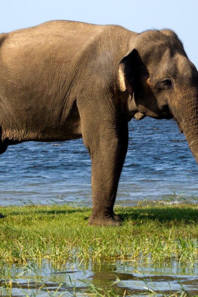 Galle/Mirissa/Hikkaduwa: Transfer to Ella & Udawalawa Safari - Booking Information