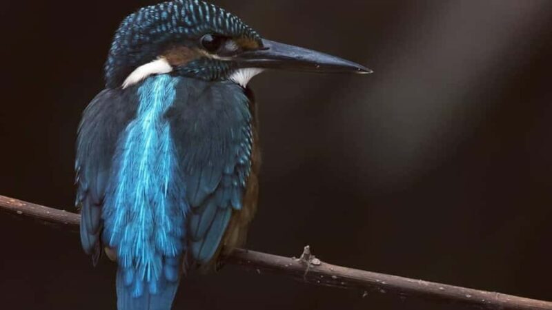 Galle/Mirissa: Koggala Lake Boat Safari and Kayaking Tour - Frequently Asked Questions