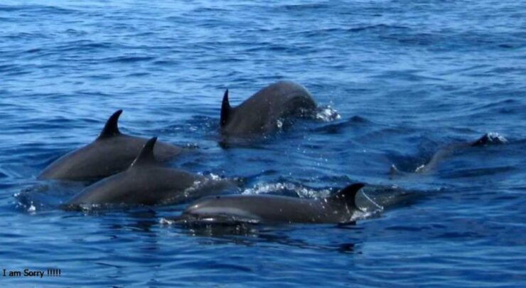 Galle: Mirissa Majesty: Exclusive Whales & Dolphins Cruise - Experience