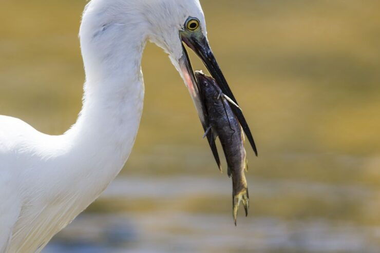 Galle/Mirissa: Safari Day Trip to Yala & Udawalawe W/ Picnic - Safari Experience