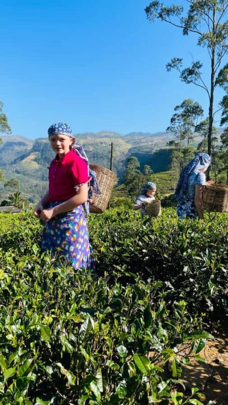 Galle: Nuwara Eliya Private Tour with Tea Factory Visit - Exploring Nuwara Eliya: Little England in the Heart of Sri Lanka