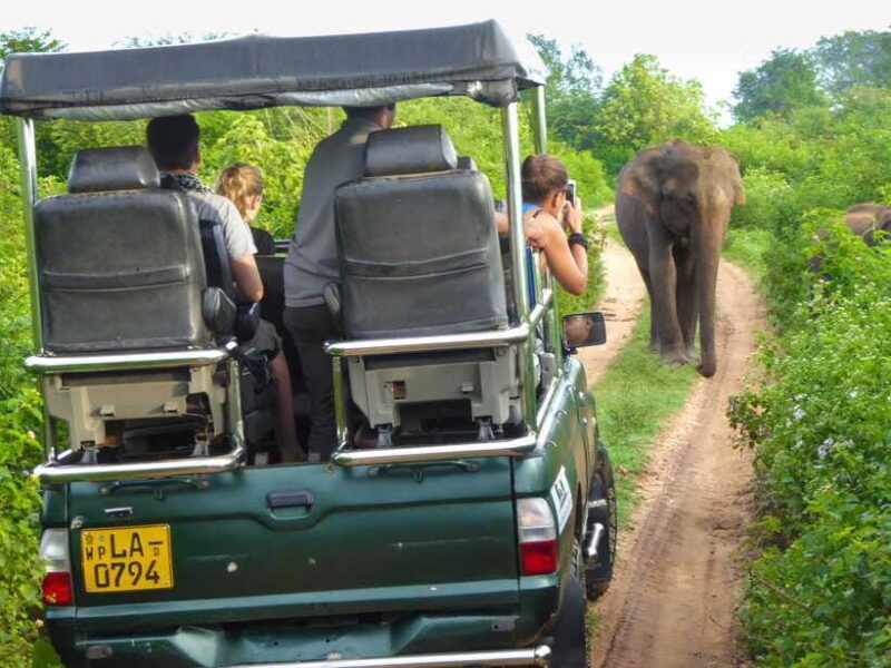Galle or Mirissa: Private Yala Safari with Lunch at Campsite - An In-Depth Look at the Yala Safari Experience