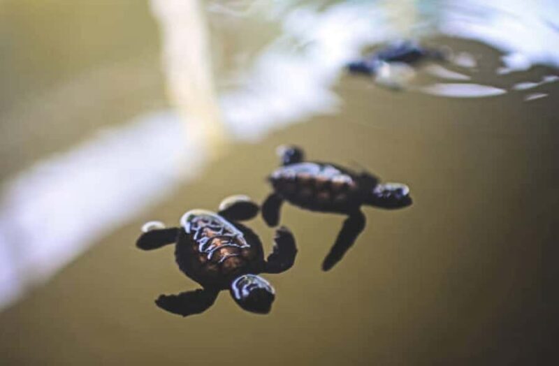 Galle: Private City Sightseeing Guided Tour by Tuk Tuk - Cultural and Religious Highlights