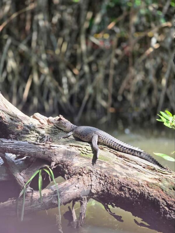 Galle Private Day Tour - River Safari, Turtle Hatchery - Authenticity and Guides: The Heart of the Experience