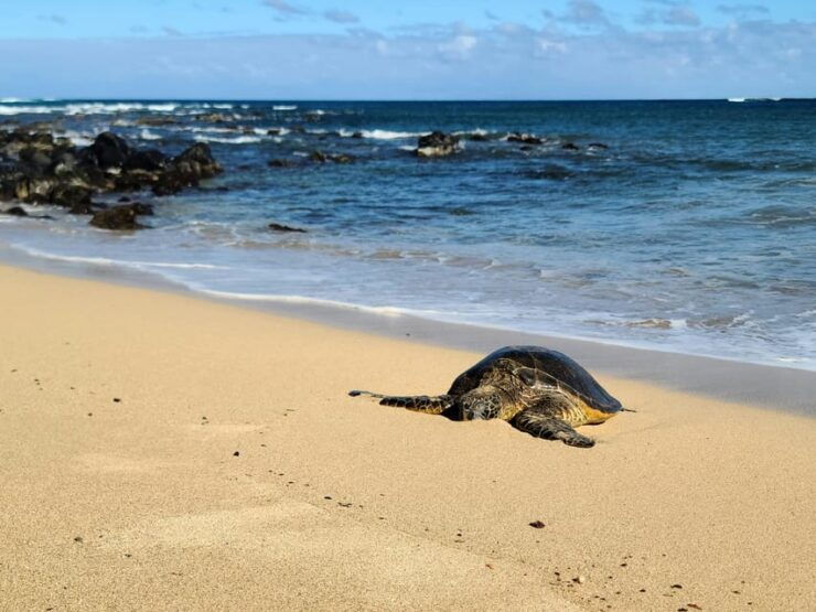 Galle Private Day Tours With Sea Turtle Visit & Boat Safari - Complimentary Services