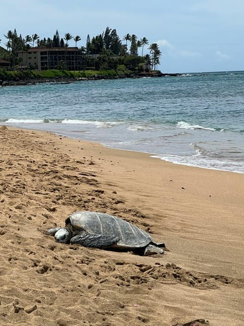 Galle Private Day Tours With Sea Turtle Visit & Boat Safari - Conservation Efforts