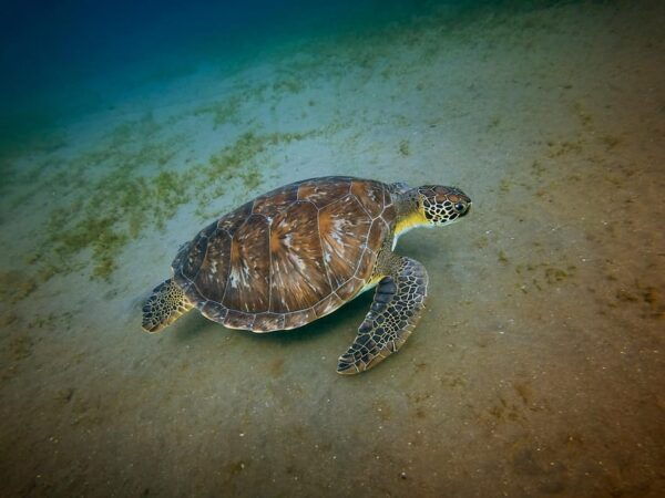 Galle Private Day Tours With Sea Turtle Visit & Boat Safari - Booking Information