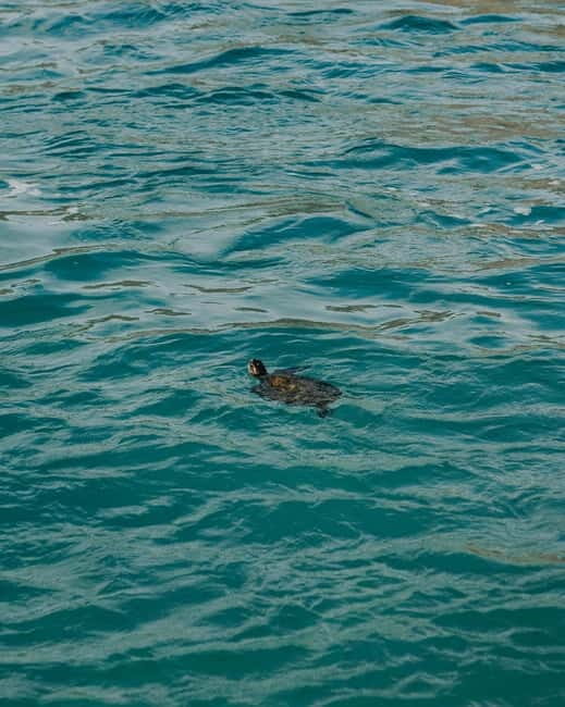 Galle Private Day Tours with Sea Turtles visit & Boat Safari - Cultural and Scenic Highlights