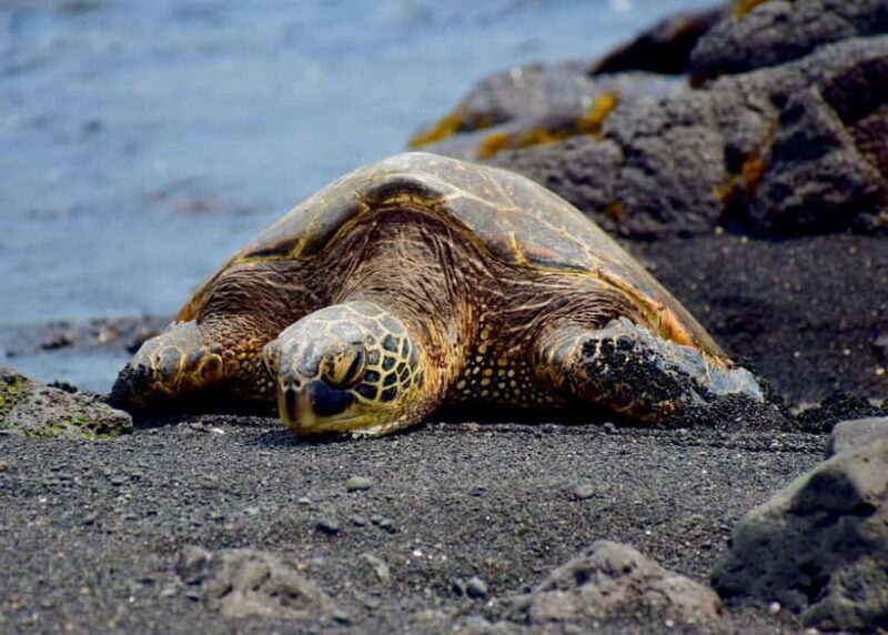 Galle Private Day Tours with Sea Turtles visit & Boat Safari - Practical Details and Value