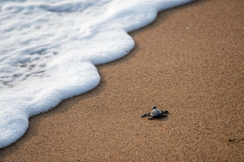 Galle Private Day Tours with Sea Turtles visit & Boat Safari - Who Is This Tour Ideal For?