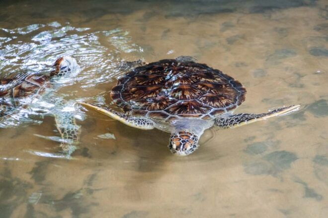 Galle Private Day Trip With River Safari & Stilt Fishermen - Turtle Conservation Project