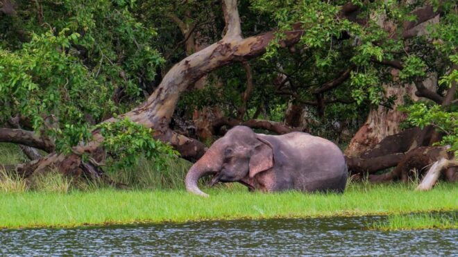 Galle: Udawalawe National Park Safari With Hotel Pickup - Whats Included