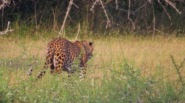 Galle: Udawalawe National Park Safari With Hotel Pickup - Booking Information