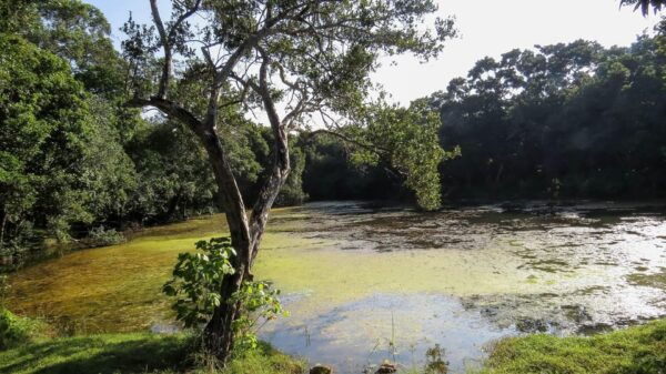 Galle: Udawalawe National Park Safari With Hotel Pickup - Booking Information