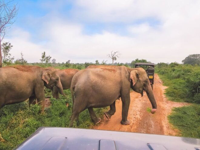 Galle/Unawatuna/Mirissa: Udawalawe Safari - Skilled Guide and Friendly Driver