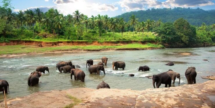 Galle (Unawatuna) To Udawalawe National Park Safari Tour - Booking Details for Udawalawe Safari Tour