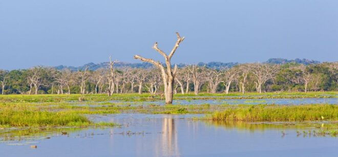 Galle/Unawatuna/Weligama/Mirissa: Yala National Park Safari - Booking and Cancellation Policies