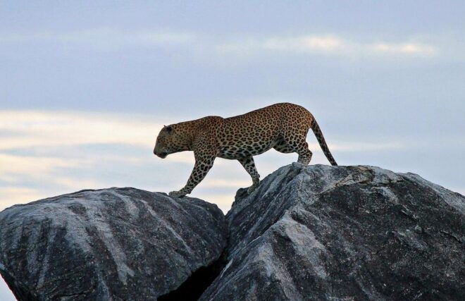 Galle/Unawatuna/Weligama/Mirissa: Yala National Park Safari - Review Highlights