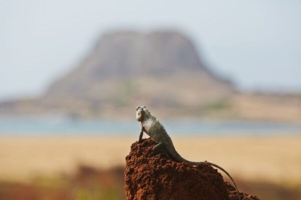 Galle/Unawatuna/Weligama/Mirissa: Yala National Park Safari - Common Questions