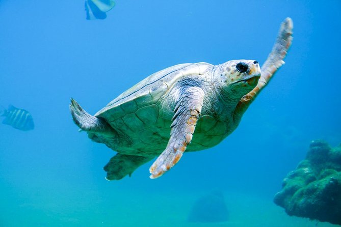 Galle via Bentota & Maadu River Sri Lanka for “Curd at Sunset” Privat Day Trip - Overall Ratings and Reviews