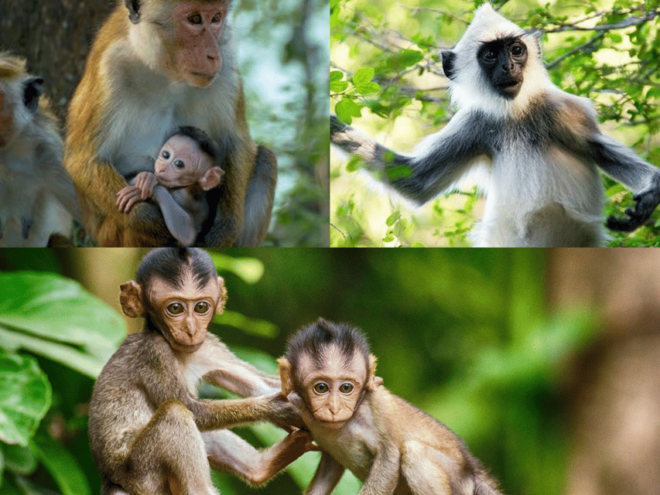 Galle/Weligama/Mirissa To Ella Via Udawalawa Elephant Safari - Itinerary Highlights