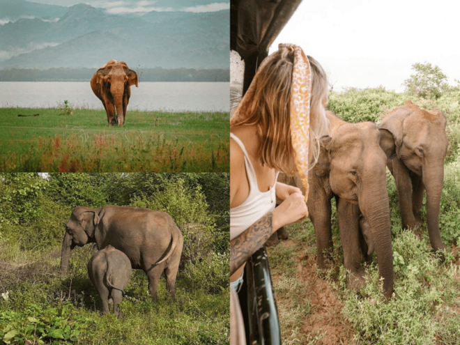 Galle/Weligama/Mirissa To Ella Via Udawalawa Elephant Safari - Pickup Information