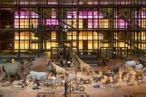 Gallery of Evolution Ticket in Paris - A grand hall built for animal encounters