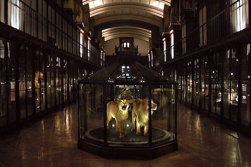 Gallery of Evolution Ticket in Paris - Four floors, from marine life to skeletons
