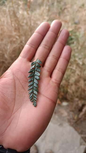 Gallu Waterfalls Hike - Woods, Birds, Nature, River & pool - Analyzing the Experience’s Value