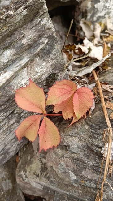 Gallu Waterfalls Hike - Woods, Birds, Nature, River & pool - The Experience’s Best Features