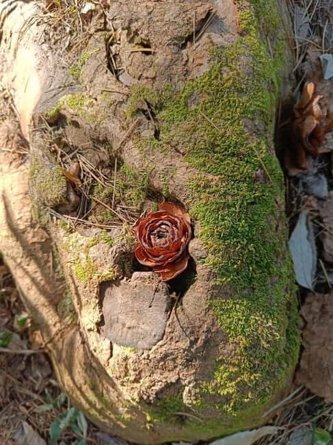 Gallu Waterfalls Hike - Woods, Birds, Nature, River & pool - FAQ