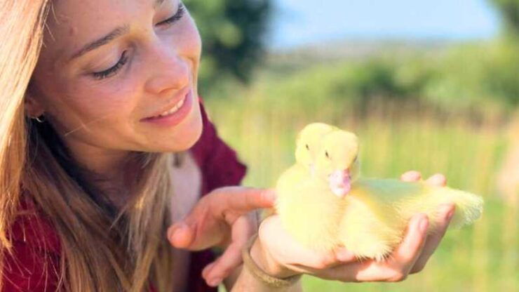 Gallura: Picnic on a Farm With Animals - Good To Know