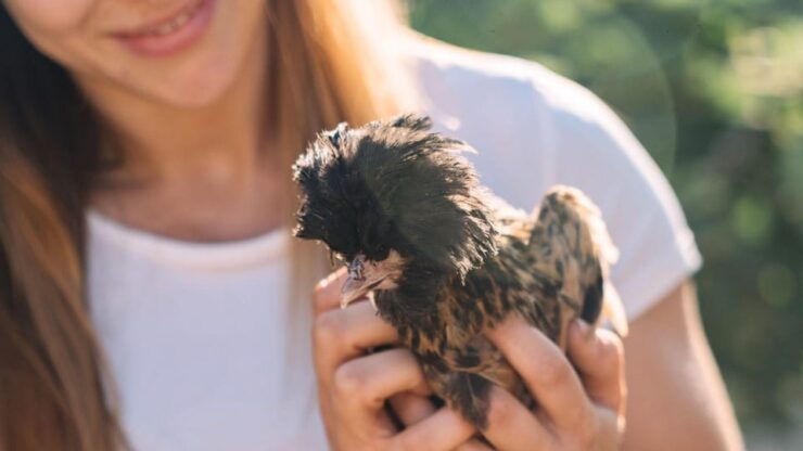 Gallura: Picnic on a Farm With Animals - Farm Experience
