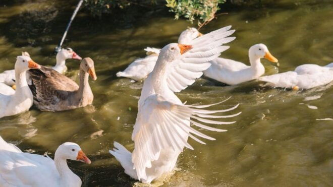 Gallura: Picnic on a Farm With Animals - Picnic and Tasting Details