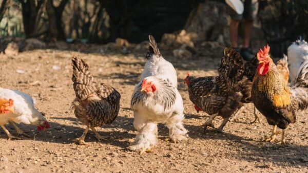 Gallura: Picnic on a Farm With Animals - Planning Your Visit