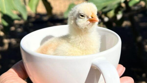 Gallura: Picnic on a Farm With Animals - Getting There